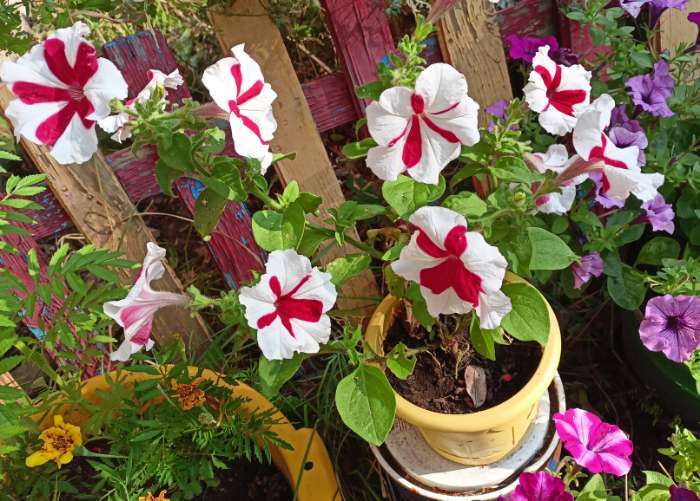 Фотография покупателя товара Семена Цветов  Петуния "Мираж Ред Пикоти", 10шт - Фото 1