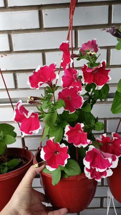 Фотография покупателя товара Семена Цветов  Петуния "Мираж Ред Пикоти", 10шт - Фото 2