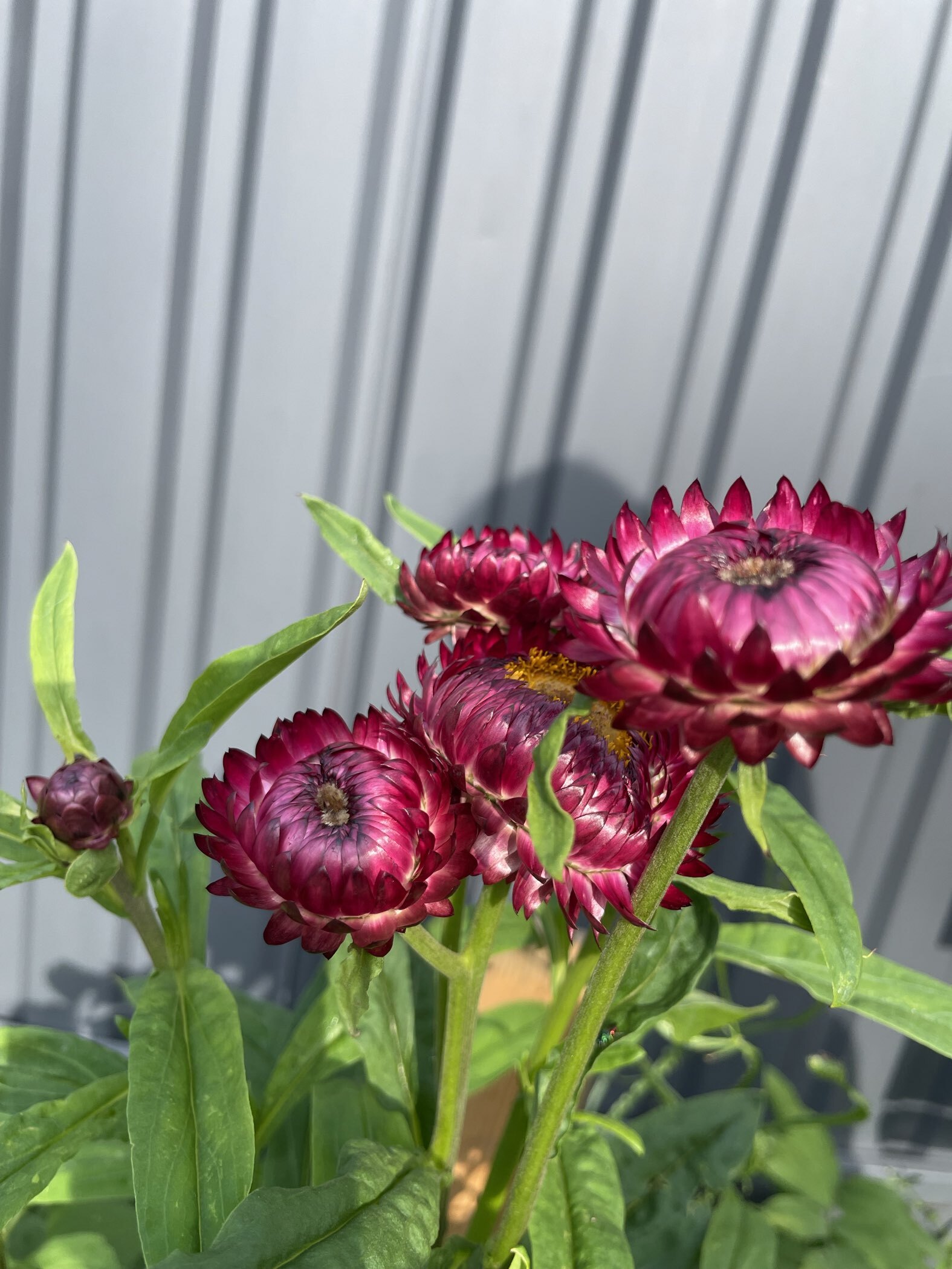 Фотография покупателя товара Семена  цветов Гелихризум "Зимний букет", смесь окрасок, О, 0,3 г - Фото 3