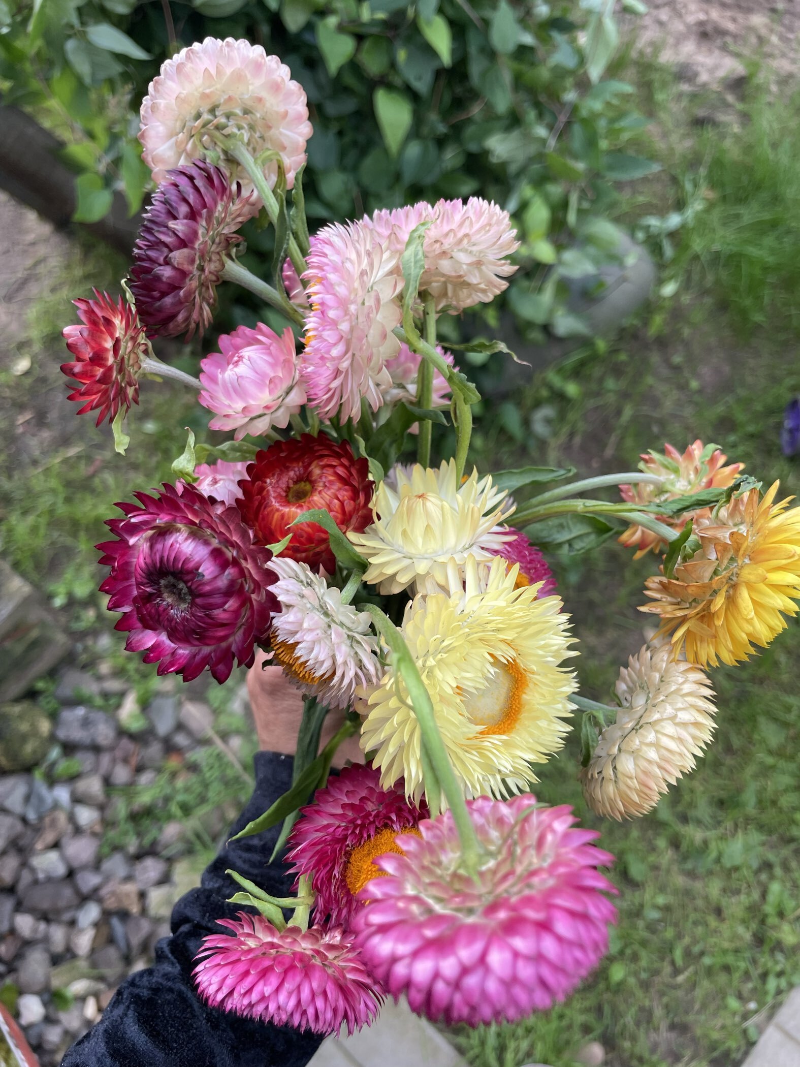 Фотография покупателя товара Семена  цветов Гелихризум "Зимний букет", смесь окрасок, О, 0,3 г - Фото 2