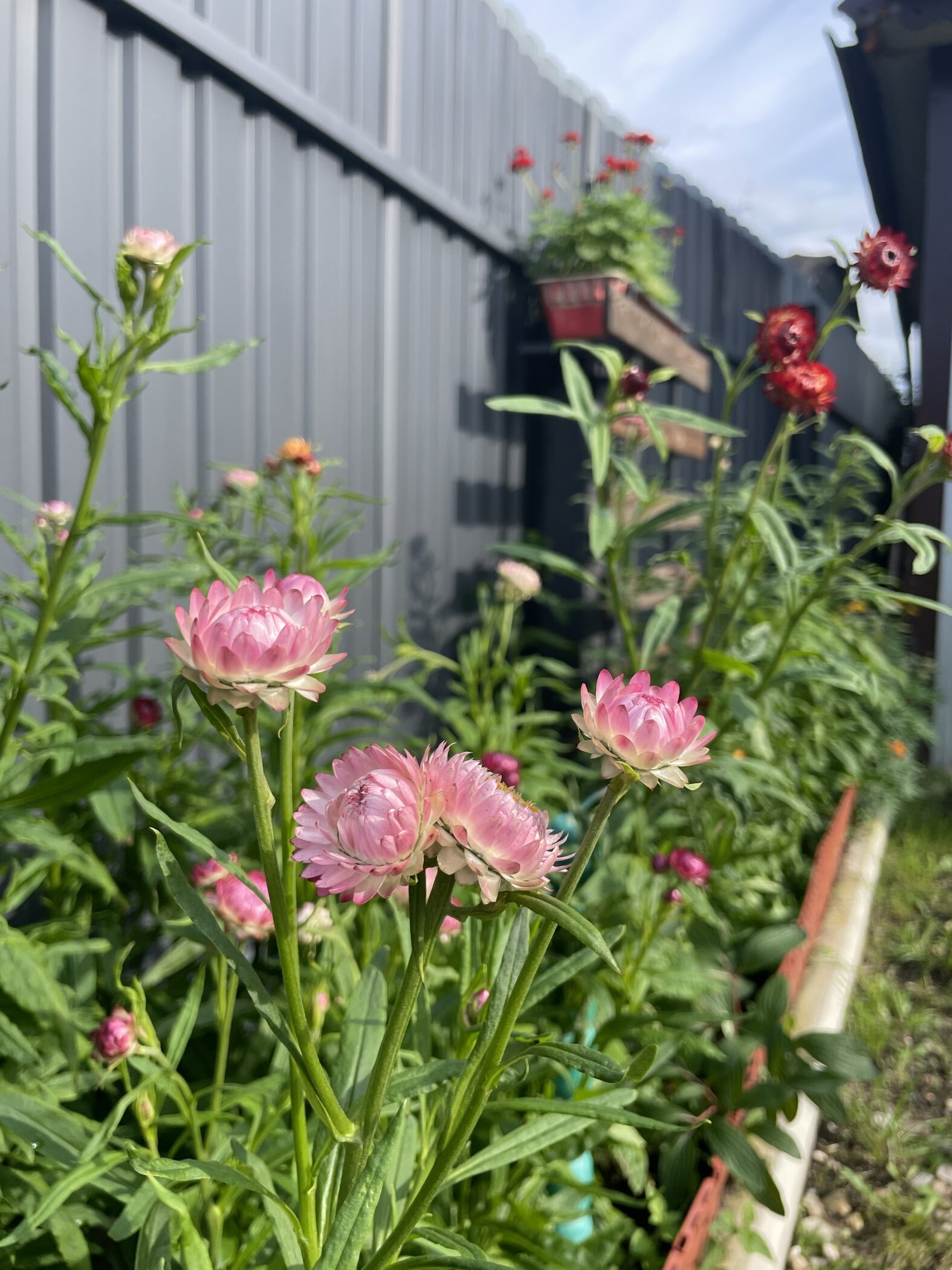 Фотография покупателя товара Семена  цветов Гелихризум "Зимний букет", смесь окрасок, О, 0,3 г - Фото 1