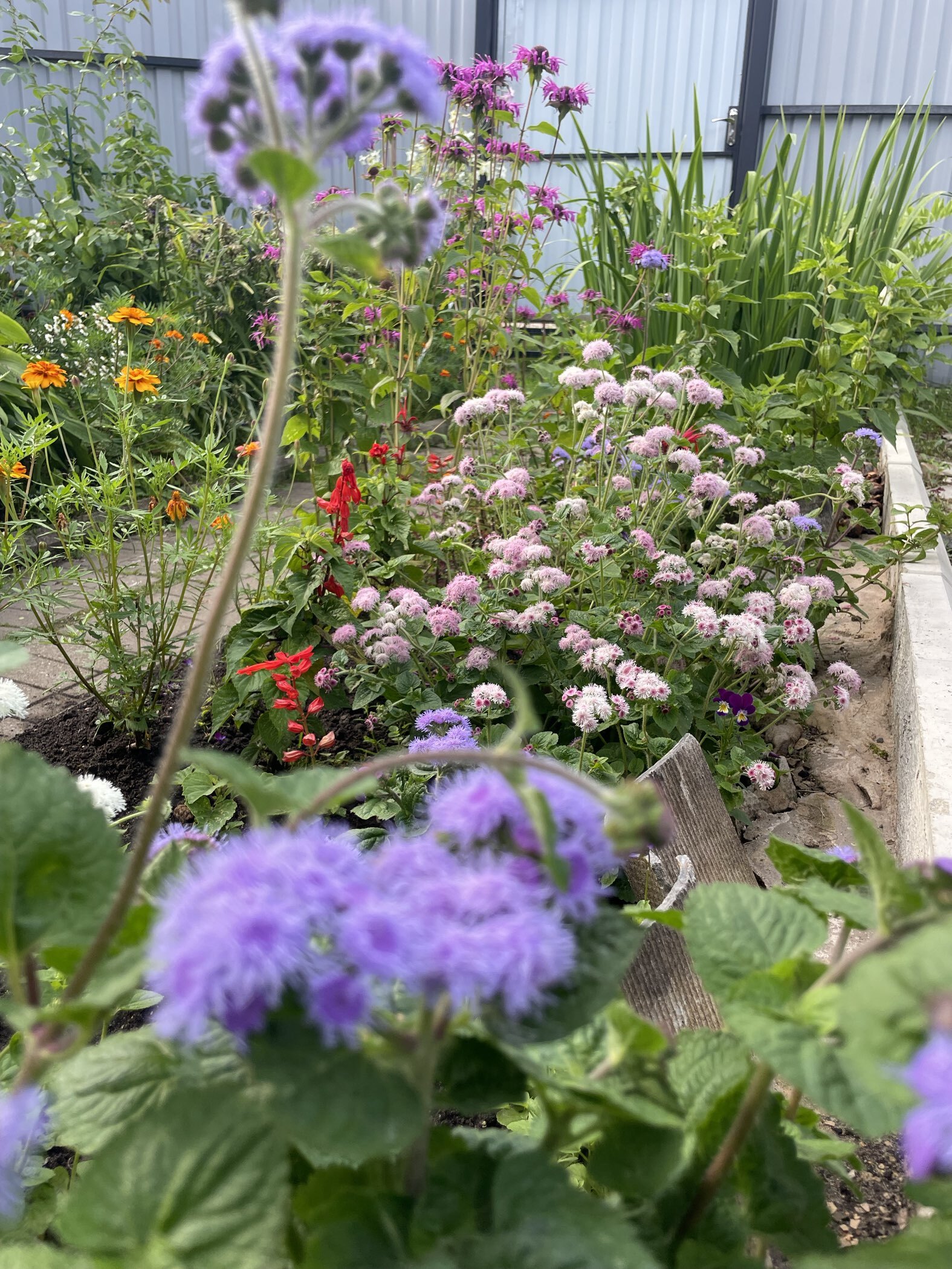 Фотография покупателя товара Семена цветов Агератум «Хоустона Помпонная», смесь, 0.1 г, «АЭЛИТА экстра» - Фото 3