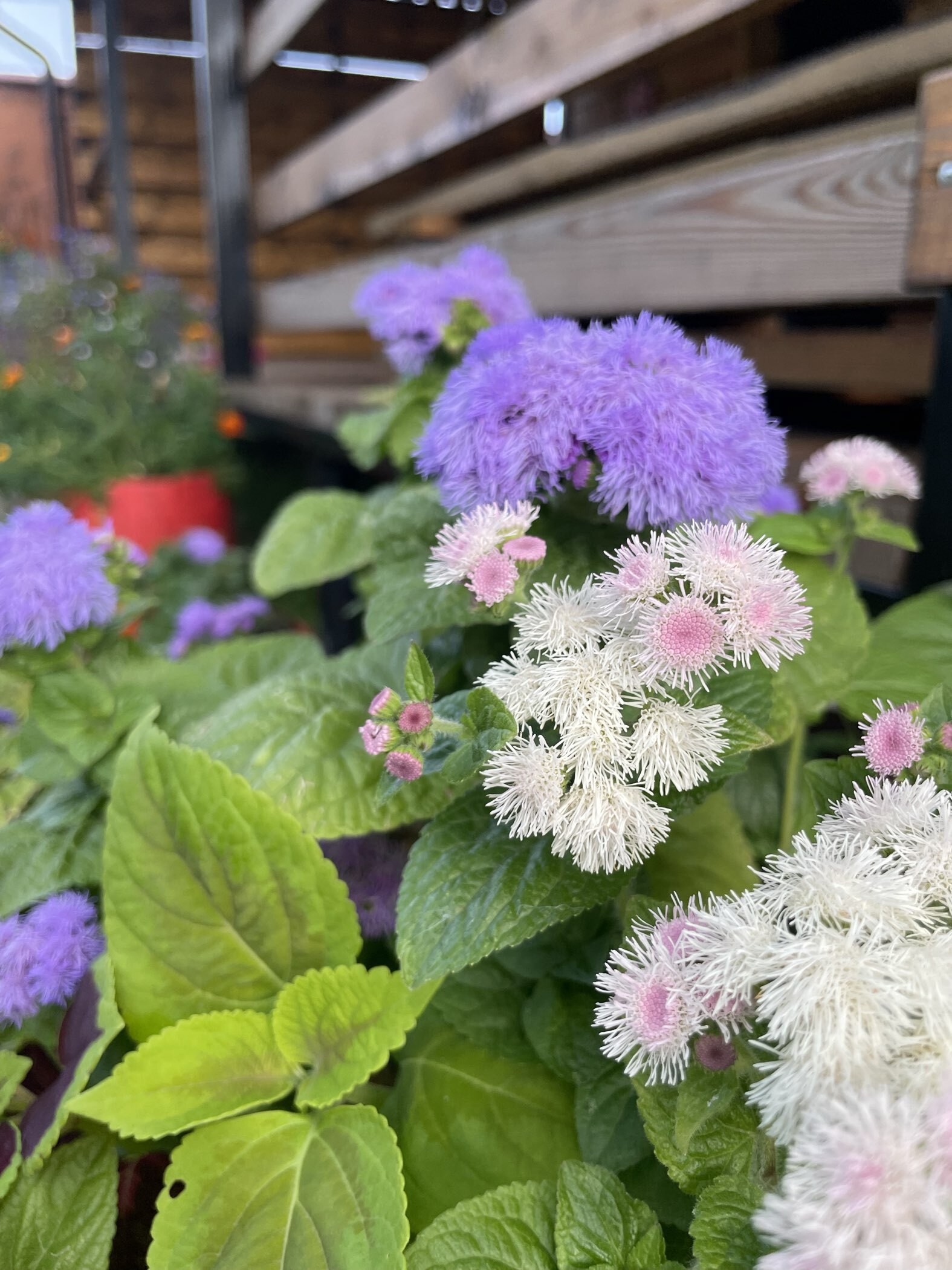 Фотография покупателя товара Семена цветов Агератум «Хоустона Помпонная», смесь, 0.1 г, «АЭЛИТА экстра» - Фото 4