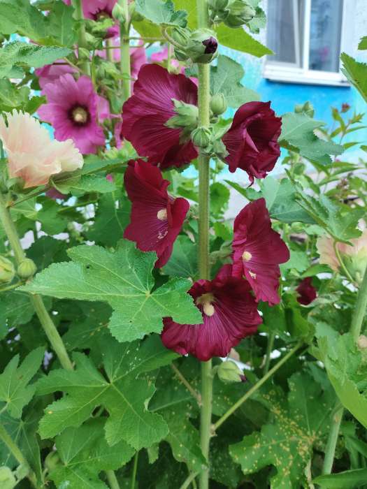 Фотография покупателя товара Семена цветов Шток-роза «Летний карнавал», 0.3 г - Фото 1