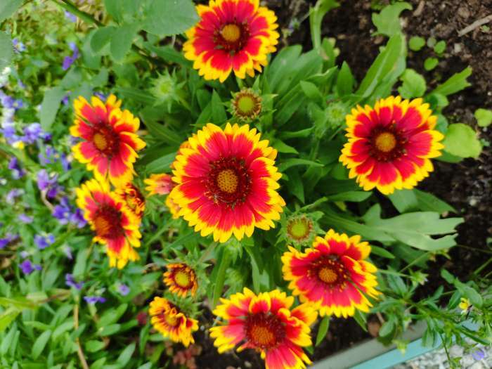 Фотография покупателя товара Семена цветов гайлардия крупноцветковая «Солнце Аризоны», 7 шт. - Фото 1