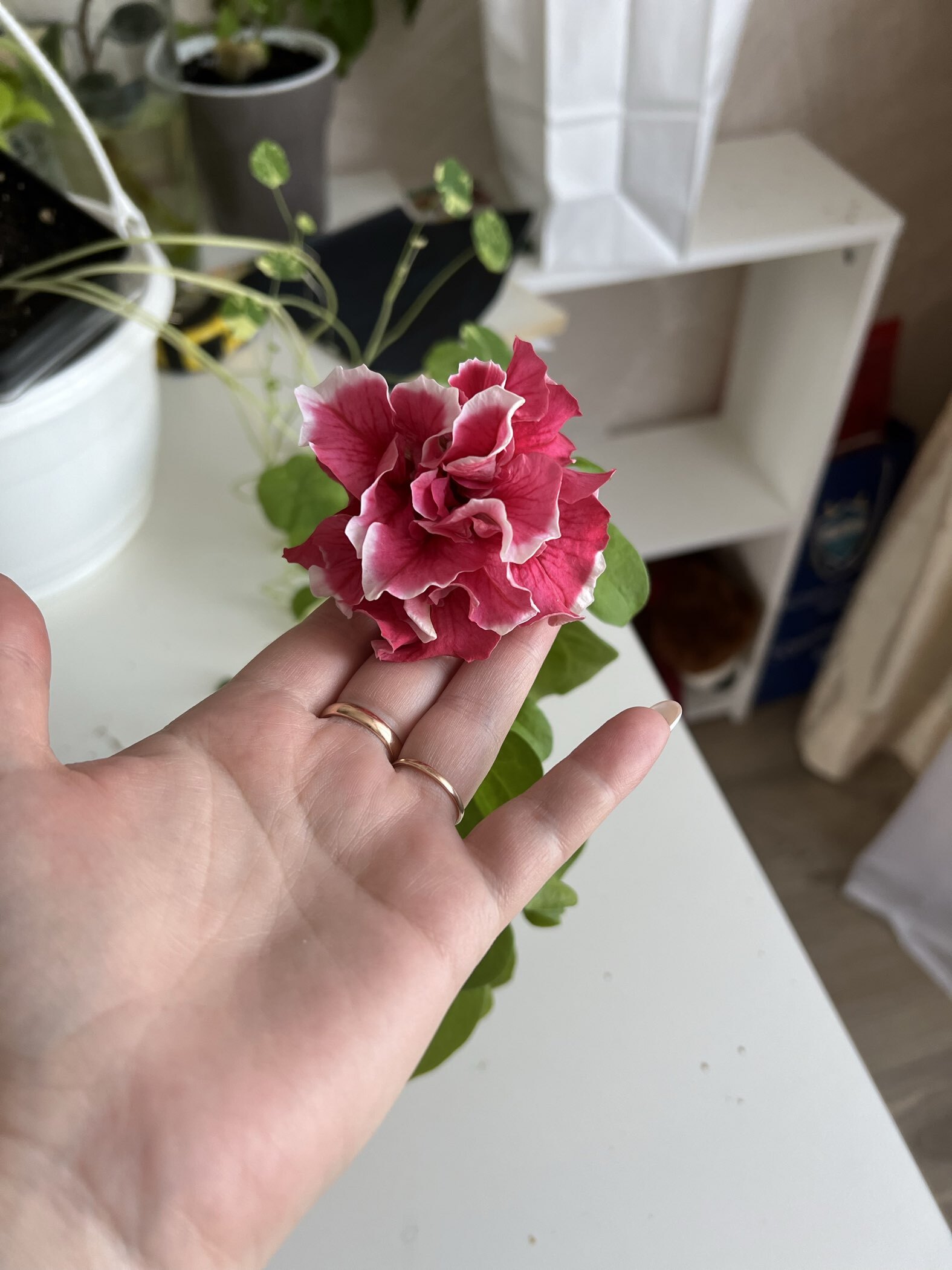 Фотография покупателя товара Семена цветов Петуния крупноцветковая махровая «Пируэт красный» F1, О, 7 шт. - Фото 2