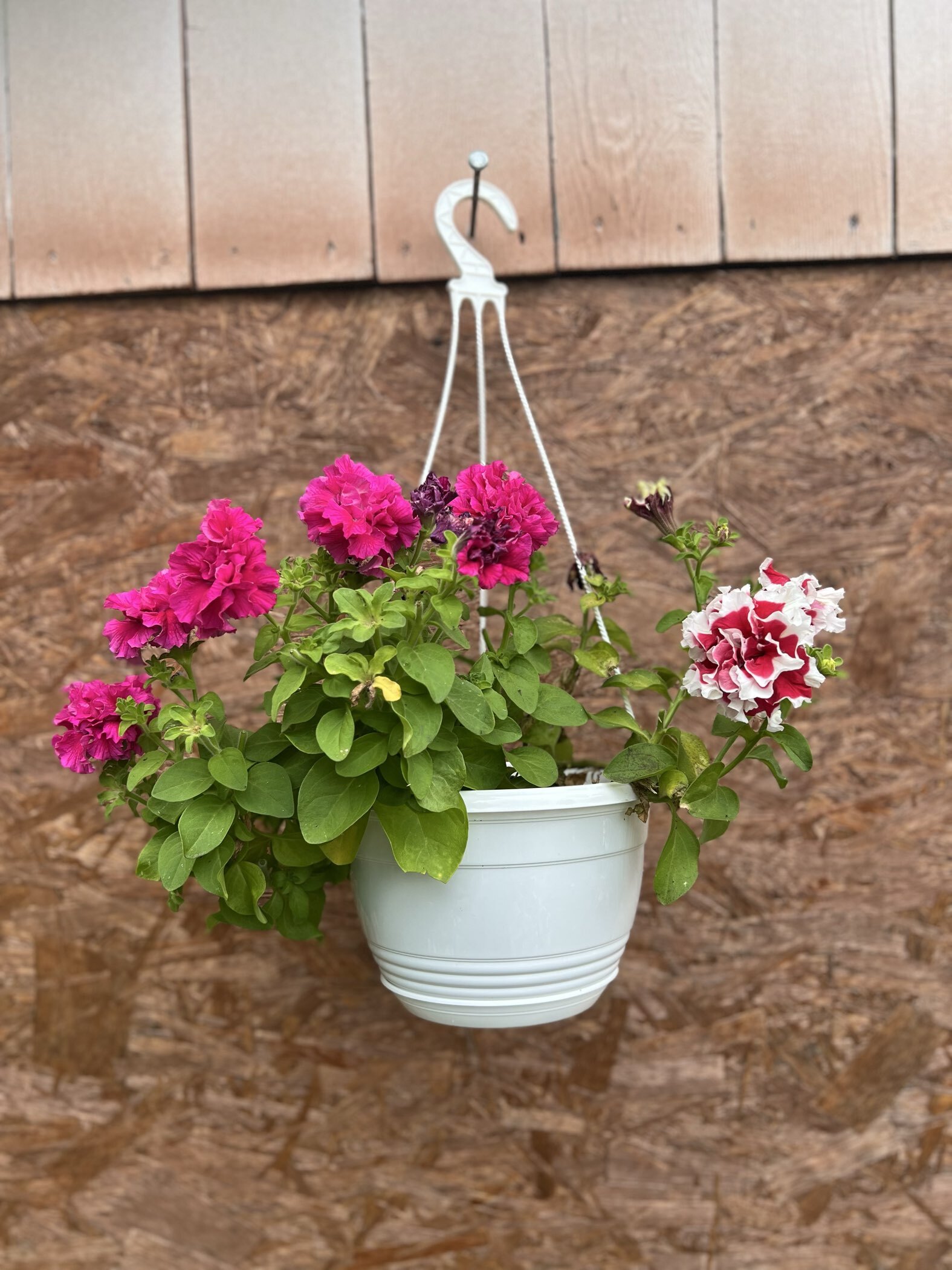 Фотография покупателя товара Семена цветов Петуния крупноцветковая махровая «Пируэт красный» F1, О, 7 шт. - Фото 1