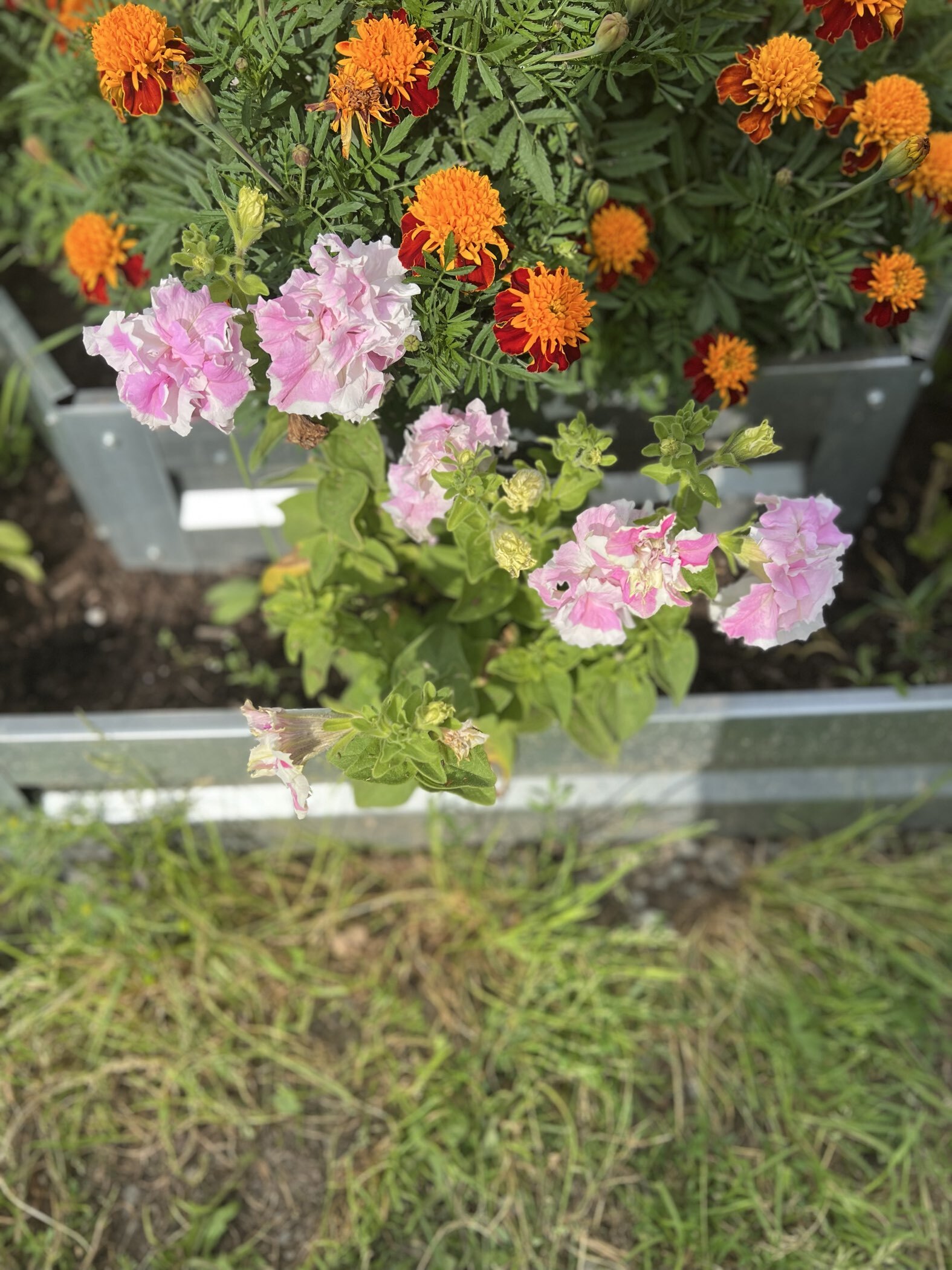 Фотография покупателя товара Семена Петуния Махровый сюрприз F1, смесь сортов, 5 шт. - Фото 4