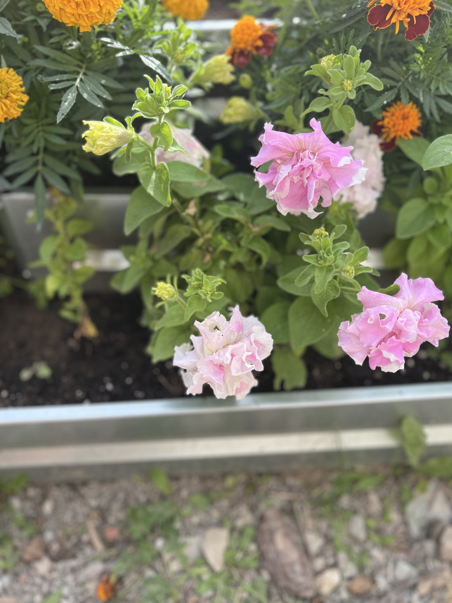 Фотография покупателя товара Семена Петуния Махровый сюрприз F1, смесь сортов, 5 шт. - Фото 5