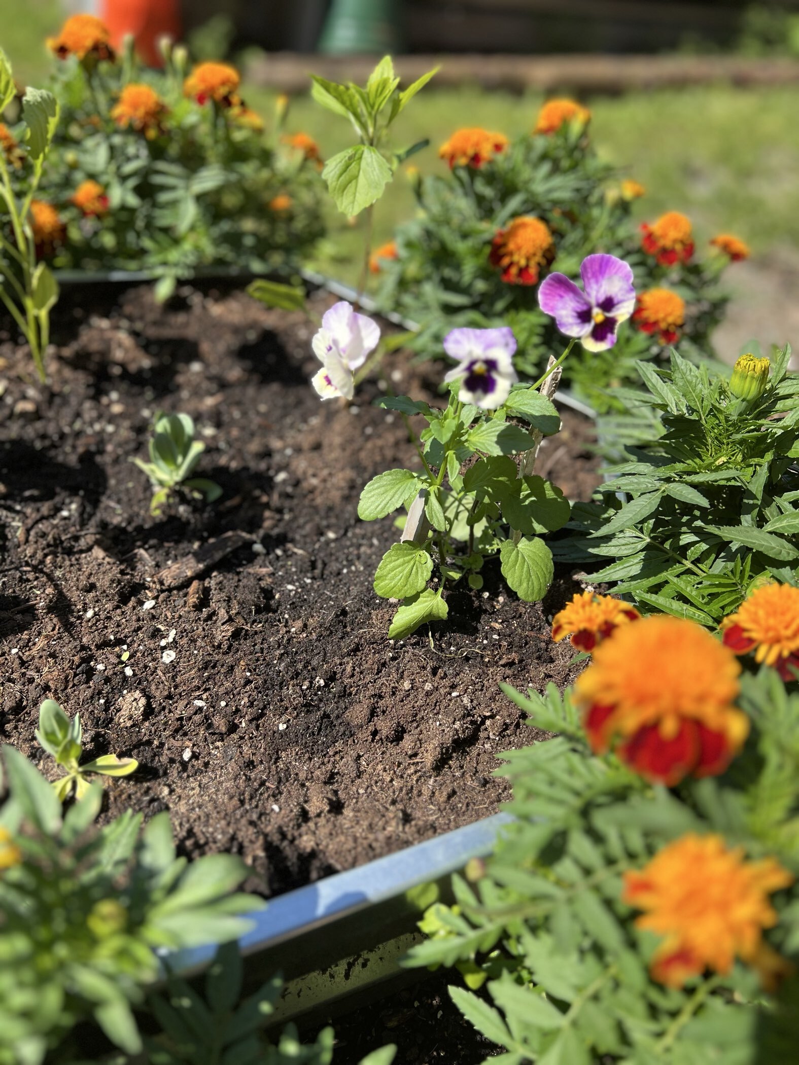 Фотография покупателя товара Семена цветов Анютины глазки "Тутти Фрутти", 20 шт. - Фото 1