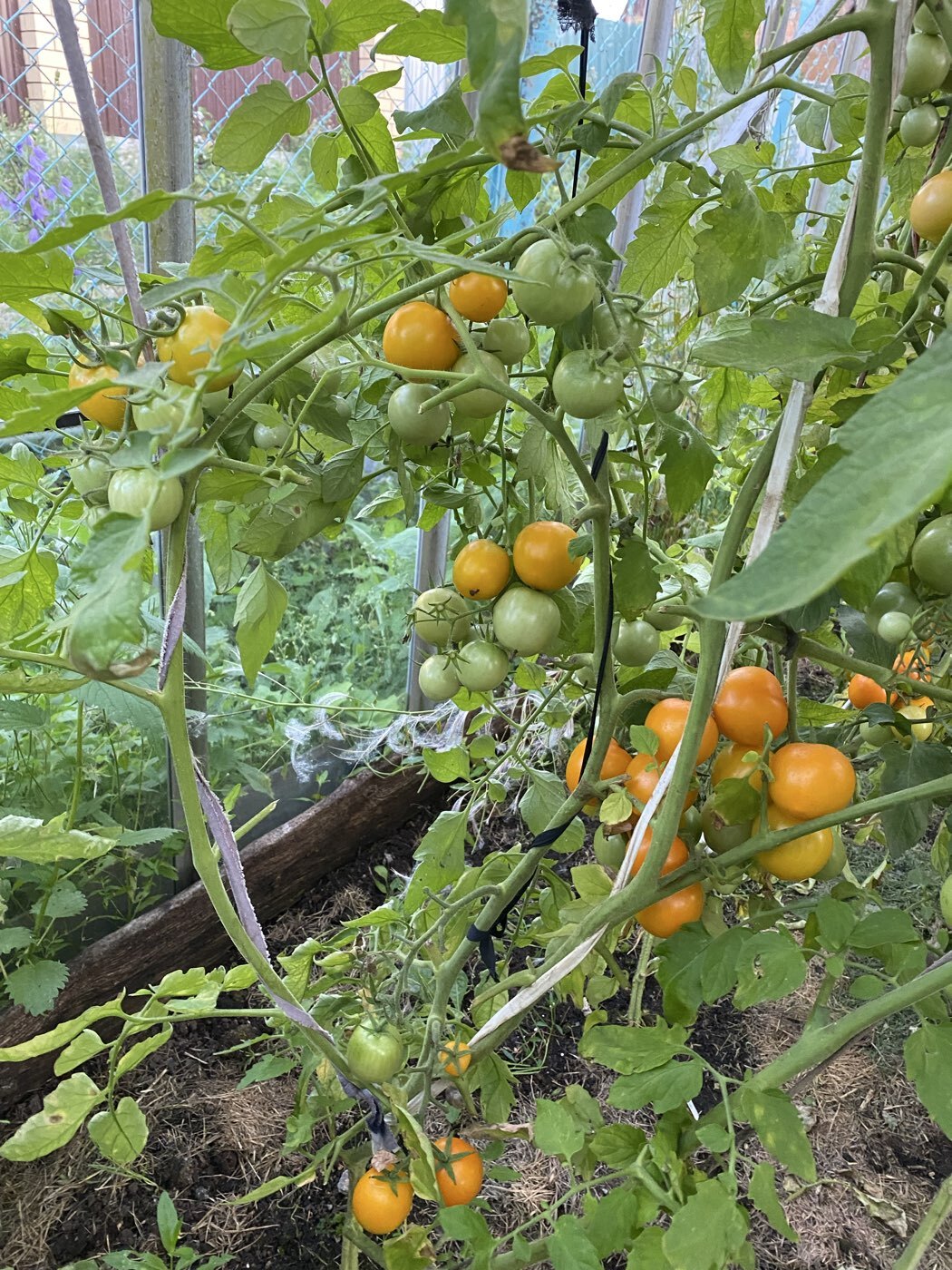 Фотография покупателя товара Семена Томат-Черри «Сладкая облепиха», F1, 0.05 г, Premium seeds - Фото 1