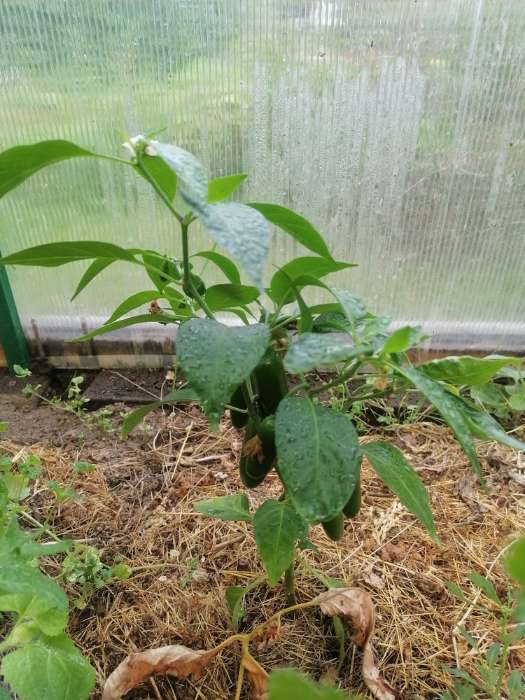 Фотография покупателя товара Семена перец острый «Халапеньо», 0.1 г - Фото 1