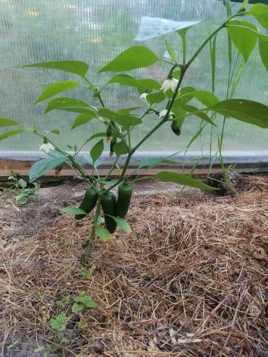 Фотография покупателя товара Семена перец острый «Халапеньо», 0.1 г - Фото 2