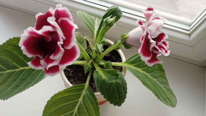 Фотография покупателя товара Семена цветов Глоксиния "Брокэйд", F1, 5 шт. - Фото 1