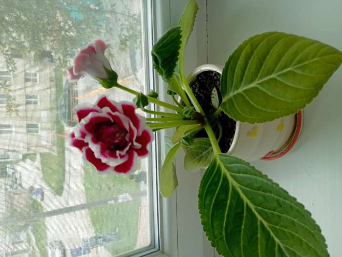 Фотография покупателя товара Семена цветов Глоксиния "Брокэйд", F1, 5 шт. - Фото 2