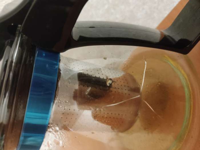 Фотография покупателя товара Заварочный чайник Доляна «Иллюзия», 900 мл, металлическое сито, стекло - Фото 4