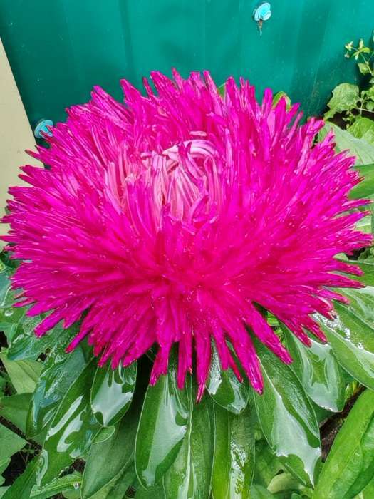 Фотография покупателя товара Семена цветов Астра игольчато-коготковая "Джувел Аметист", ц/п, однолетняя, 0,05 г - Фото 5