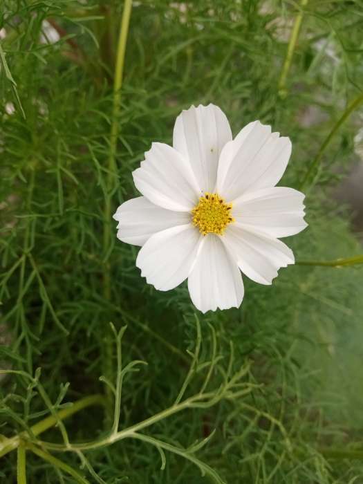 Фотография покупателя товара Семена цветов Космея "Ракушка", 0,3 г - Фото 4