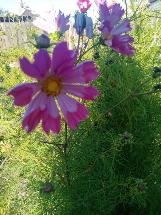 Фотография покупателя товара Семена цветов Космея "Ракушка", 0,3 г - Фото 1