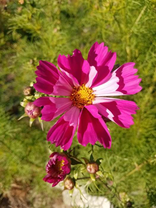 Фотография покупателя товара Семена цветов Космея "Ракушка", 0,3 г - Фото 2