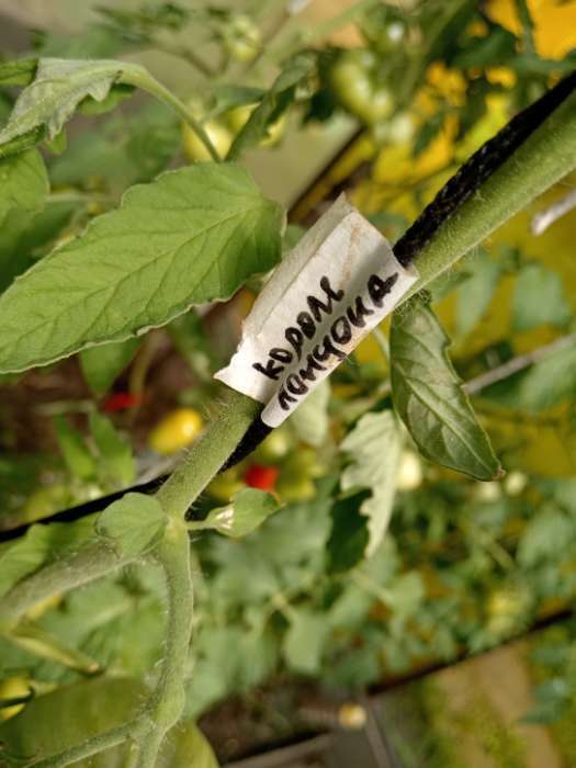 Фотография покупателя товара Семена Томат «Король Лондона», индетерминантный, высокорослый, 0.05 г, «Семена Алтая» - Фото 6