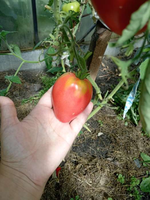 Фотография покупателя товара Семена Томат «Король Лондона», индетерминантный, высокорослый, 0.05 г, «Семена Алтая» - Фото 2