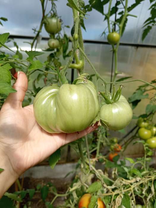 Фотография покупателя товара Семена Томат «Король Лондона», индетерминантный, высокорослый, 0.05 г, «Семена Алтая» - Фото 4