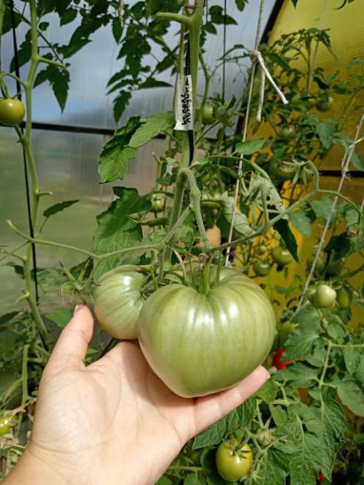 Фотография покупателя товара Семена Томат «Король Лондона», индетерминантный, высокорослый, 0.05 г, «Семена Алтая» - Фото 5