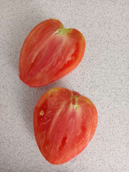 Фотография покупателя товара Семена Томат «Король Лондона», индетерминантный, высокорослый, 0.05 г, «Семена Алтая» - Фото 1