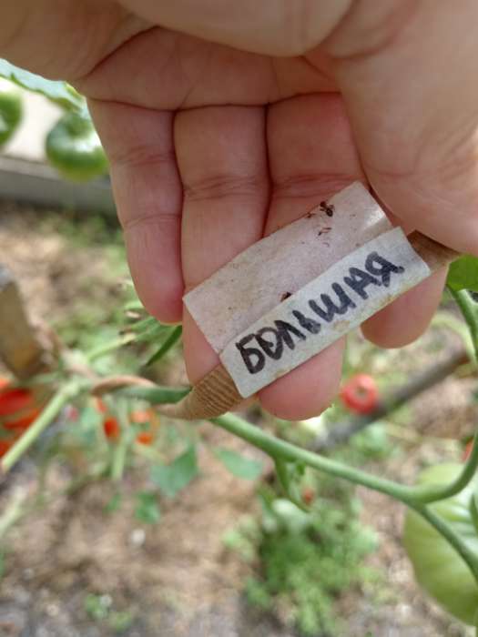 Фотография покупателя товара Семена Томат "Большая мамочка", очень ранний, детерминантный,низкорослый,0,05 г - Фото 5