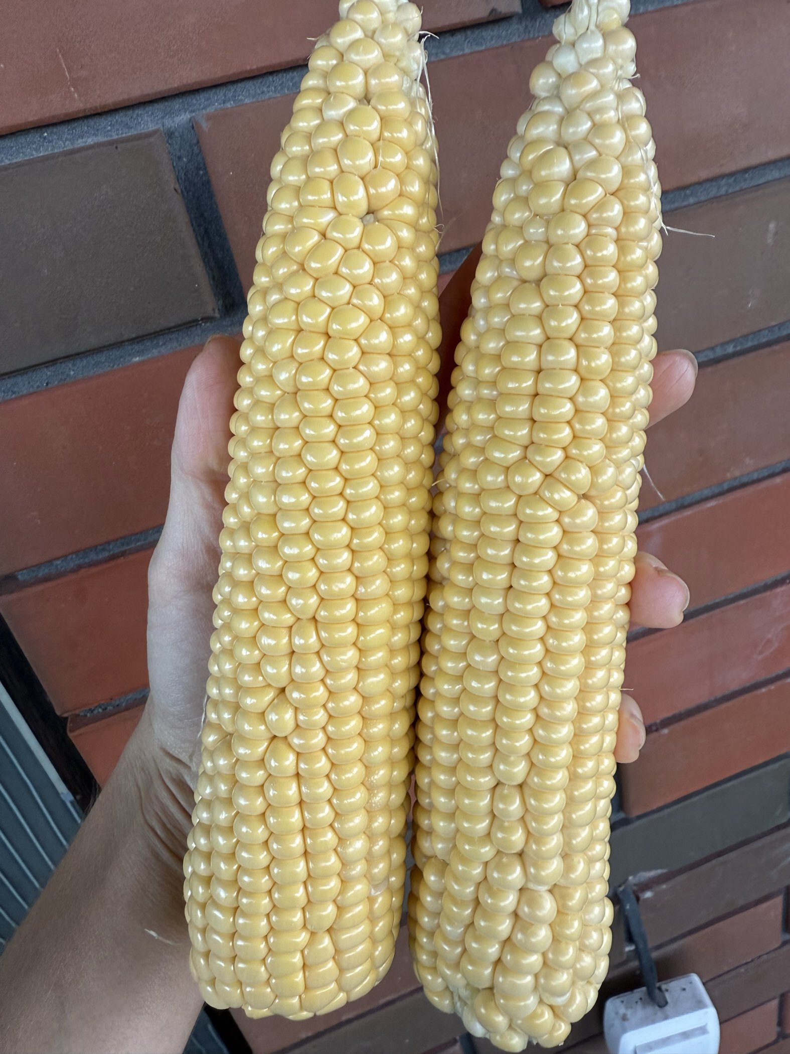 Фотография покупателя товара Семена Кукуруза сладкая "Хони Бэнтам 78 дней", F1, 15 шт. - Фото 1