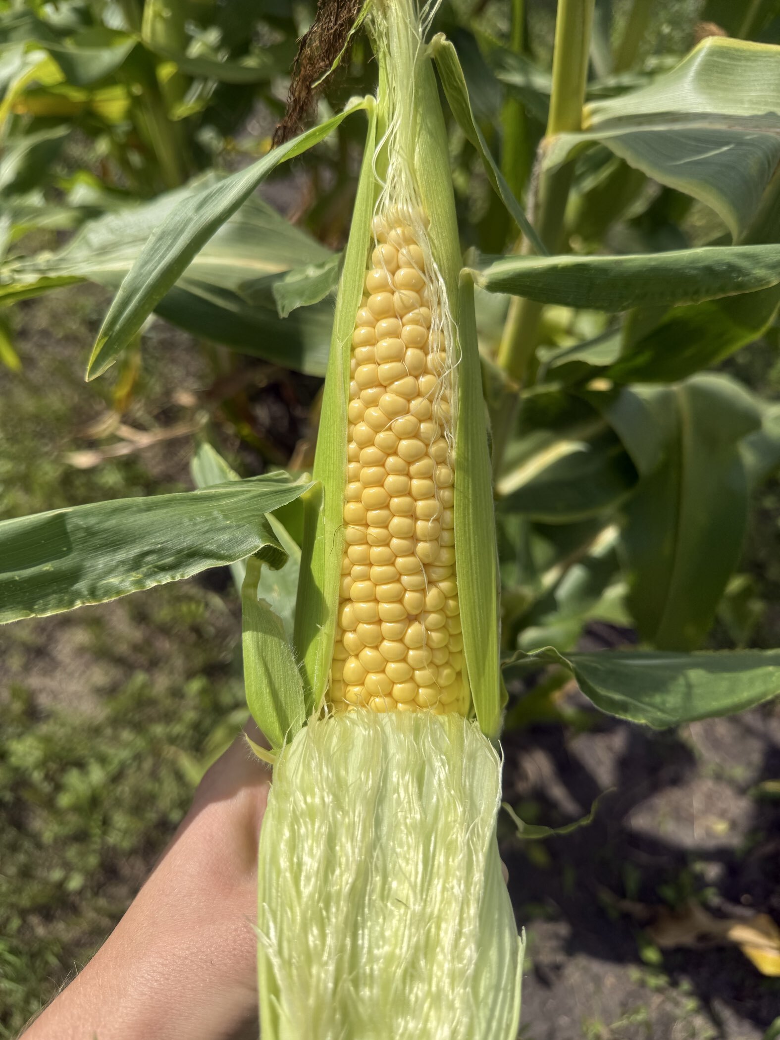 Фотография покупателя товара Семена Кукуруза сладкая "Хони Бэнтам 78 дней", F1, 15 шт. - Фото 2