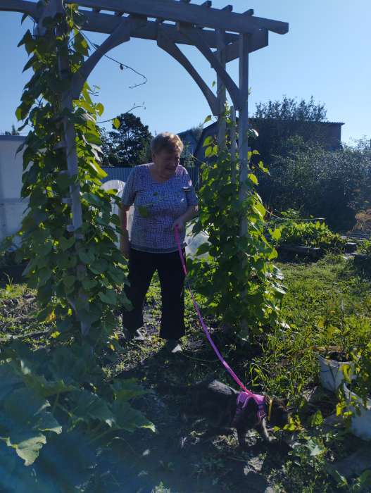 Фотография покупателя товара Семена Цветов Ипомея «Перли Гейтс», 10 шт., «Уральский Дачник» - Фото 1