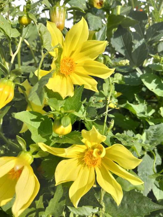 Фотография покупателя товара Семена Георгина "Ранняя пташка", смесь, 12 шт - Фото 2