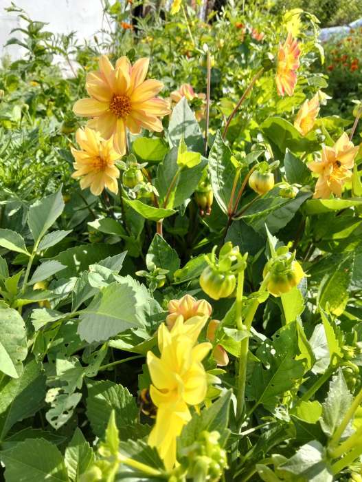 Фотография покупателя товара Семена Георгина "Ранняя пташка", смесь, 12 шт - Фото 3