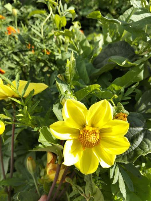 Фотография покупателя товара Семена Георгина "Ранняя пташка", смесь, 12 шт - Фото 4