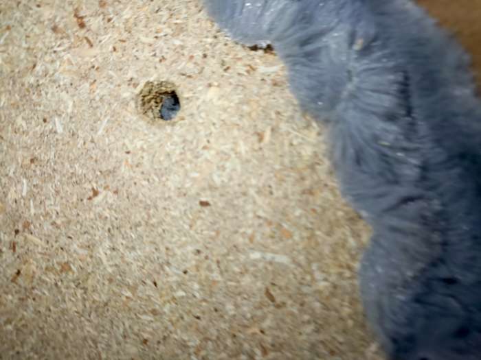 Фотография покупателя товара Домик для кошек с когтеточкой, 51×31×87 см, с овальной полкой, джут, серый - Фото 1