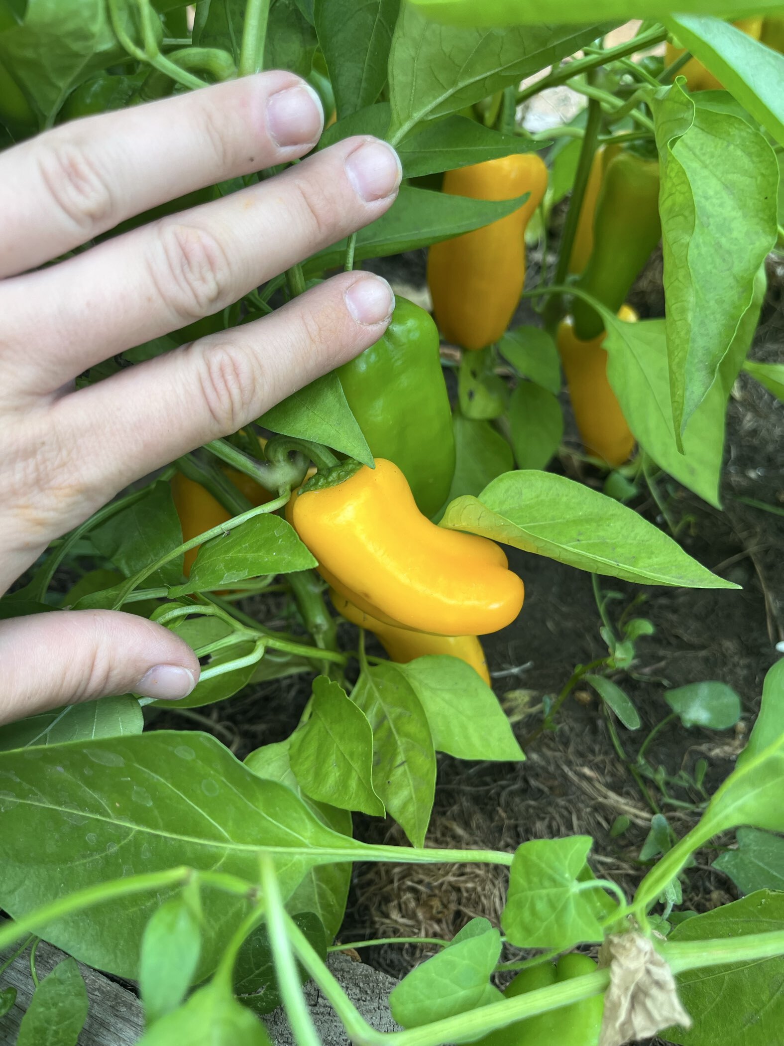 Фотография покупателя товара Семена Перец сладкий "Апельсин Желтый" F1, 10 шт - Фото 2