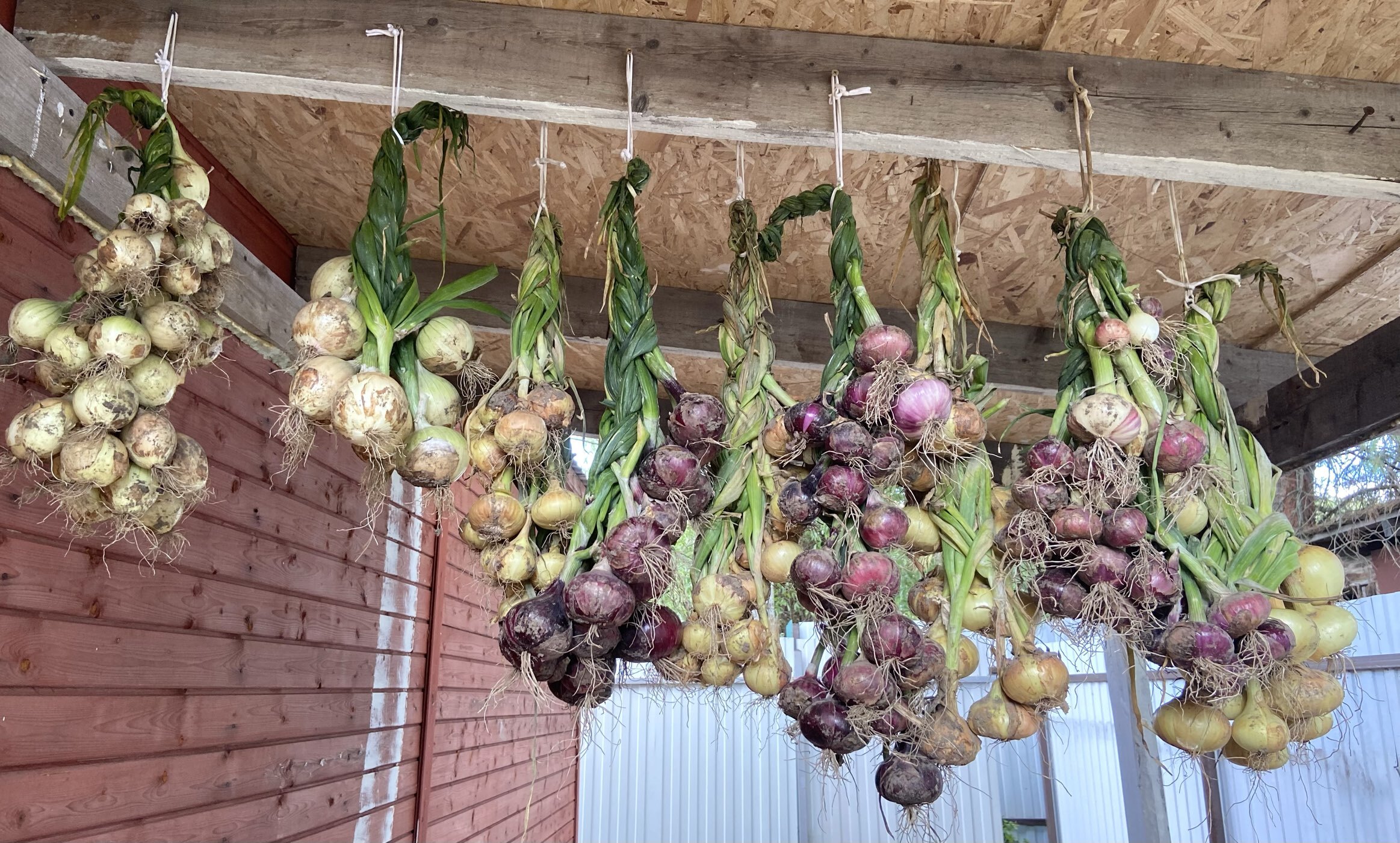 Фотография покупателя товара Семена Лук репчатый "Сладкий Крым", 0,25 г - Фото 1