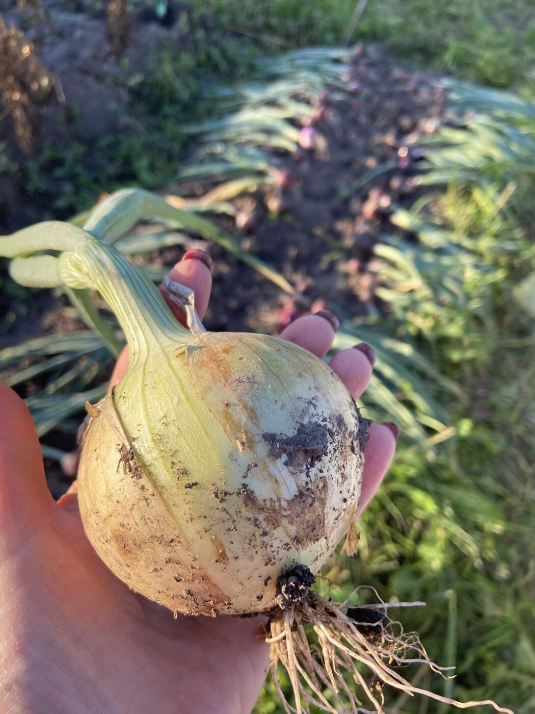 Фотография покупателя товара Семена Лук репчатый "Эксибишен", Дв, 0,3 г - Фото 6
