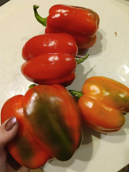 Фотография покупателя товара Семена Перец сладкий "Царевич", 20 шт - Фото 1