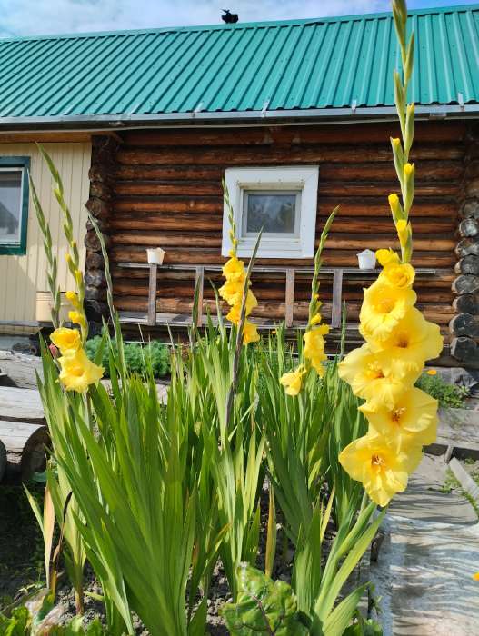 Фотография покупателя товара Гладиолус гофрированный «Лемон Три», луковица цветов в пакете с перфорацией, р-р 12/14, 5 шт. - Фото 1