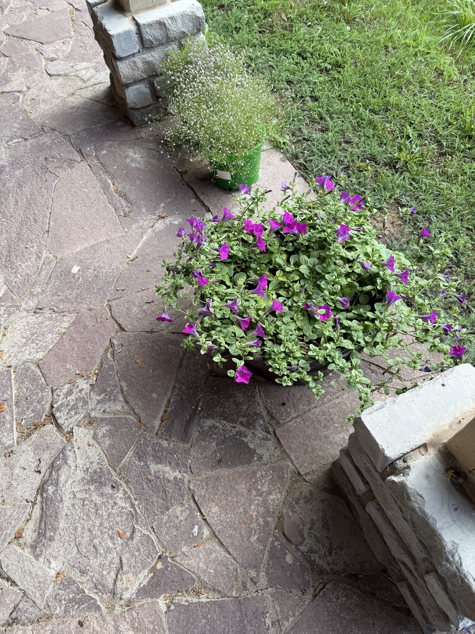 Фотография покупателя товара Семена цветов Петуния "Вейв Лавендер", F1, 5 шт - Фото 2