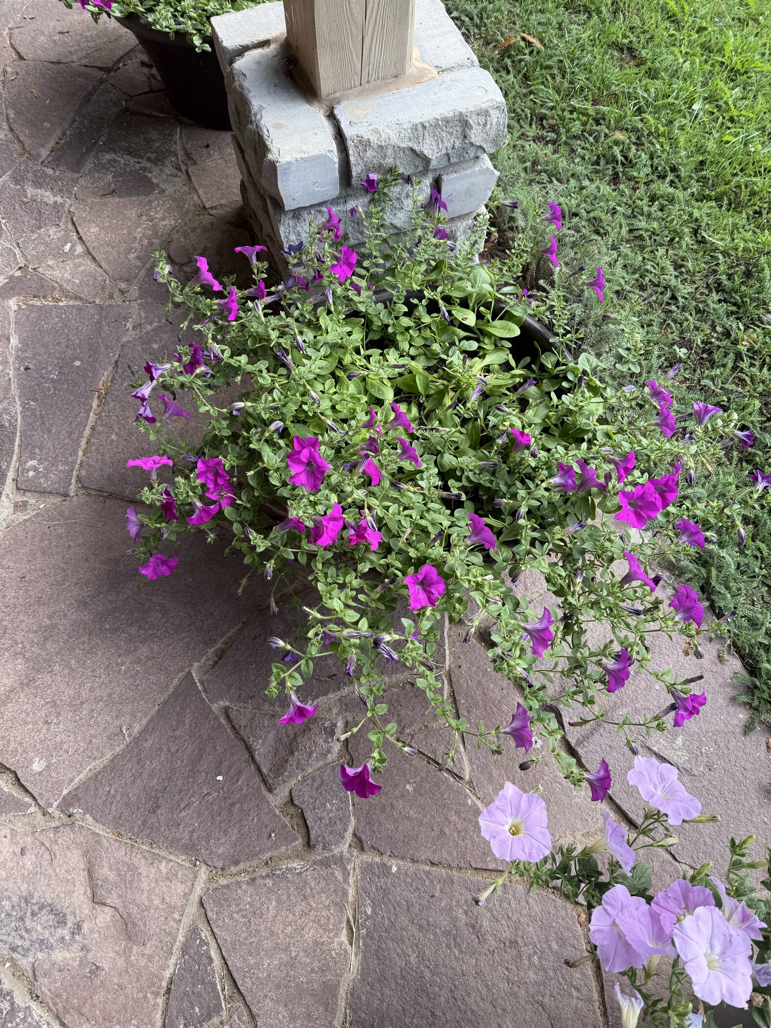 Фотография покупателя товара Семена цветов Петуния "Вейв Лавендер", F1, 5 шт - Фото 3