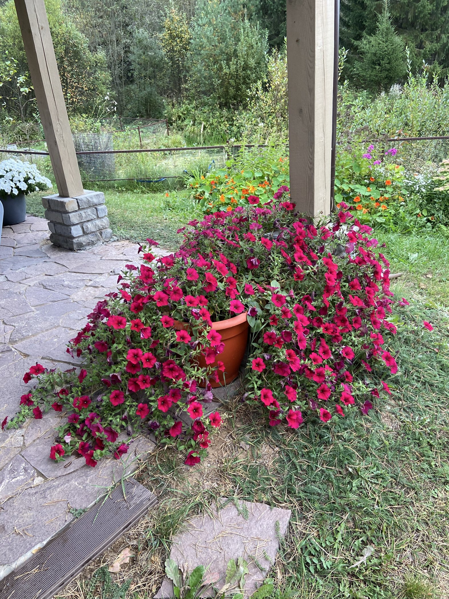 Фотография покупателя товара Семена цветов Петуния "Вейв Лавендер", F1, 5 шт - Фото 4