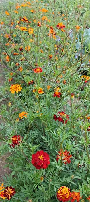 Фотография покупателя товара Семена цветов Бархатцы отклонённые (Тагетес) "Мерседес", 0,3 г - Фото 1