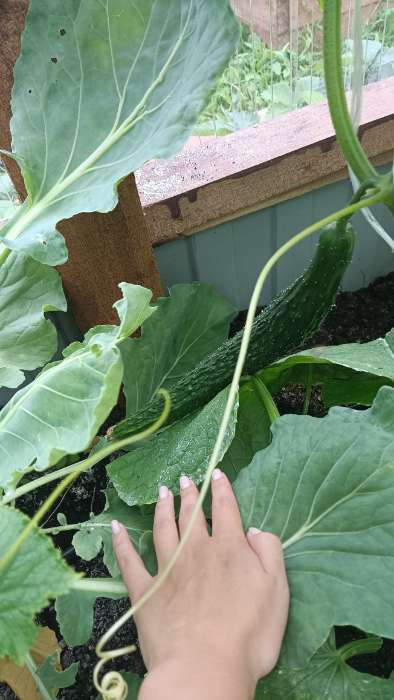 Фотография покупателя товара Семена Огурец "Шанхайский молодец" F1, партенокарпический, 5 шт - Фото 5