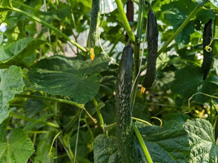 Фотография покупателя товара Семена Огурец  "Изумрудный поток "F1 0.2 г - Фото 3