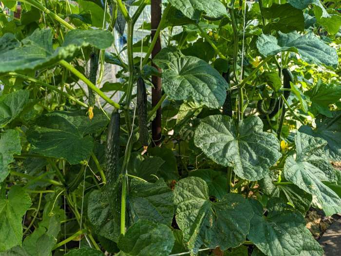 Фотография покупателя товара Семена Огурец  "Изумрудный поток "F1 0.2 г - Фото 4