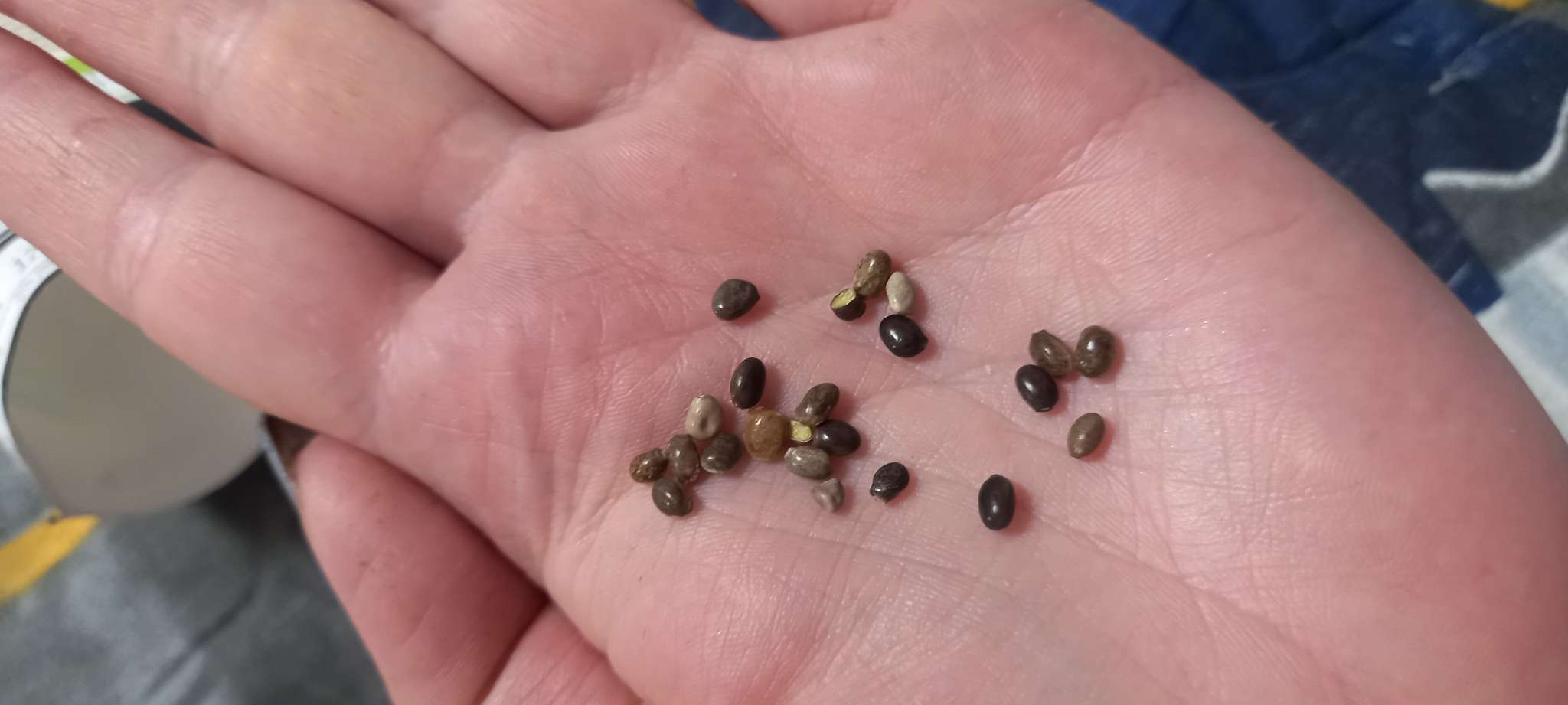 Фотография покупателя товара Семена цветов Люпин "Рассела" смесь, 0,6 г - Фото 2